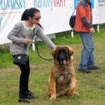 leonberger