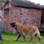 leonberger Sedmidomky