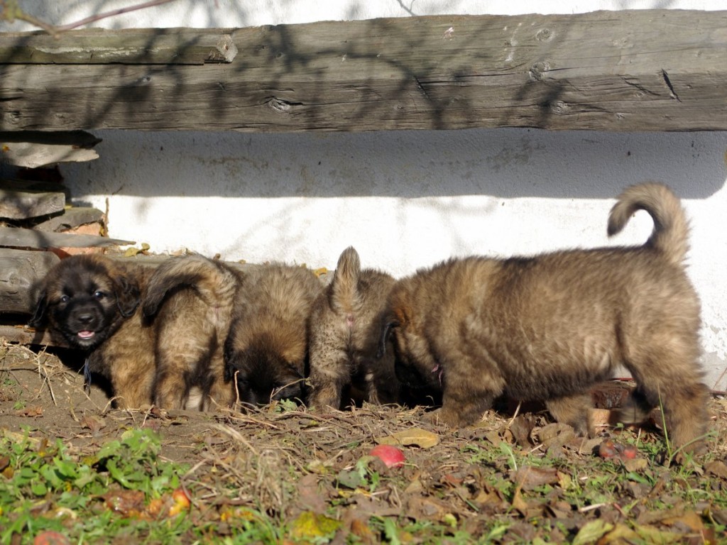 leonberger Sedmidomky