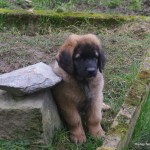 leonberger