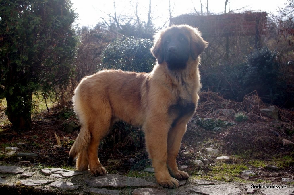 leonberger Honey Sedmidomky