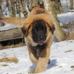 leonberger