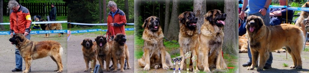 leonbergers Sedmidomky