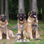 leonberger Sedmidomky