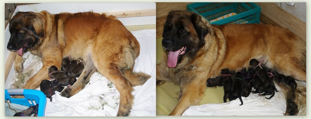 leonberger Sedmidomky