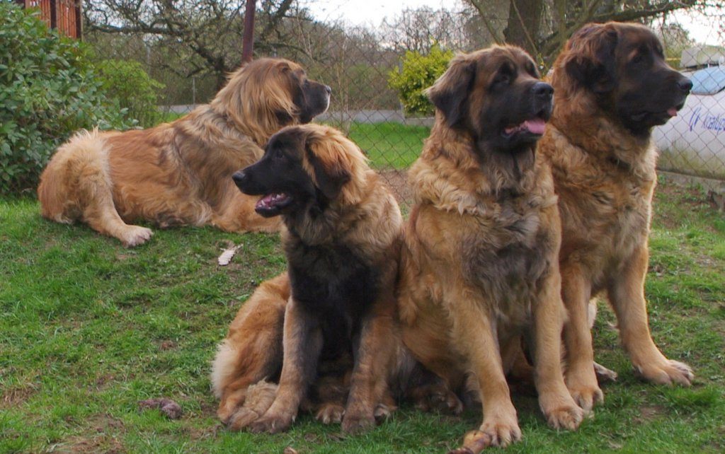 leonberger Sedmidomky