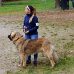 leonberger 