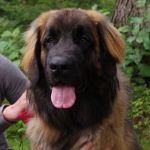 leonberger