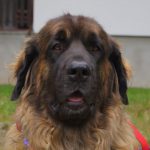 leonberger