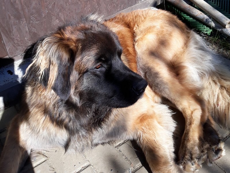 leonberger