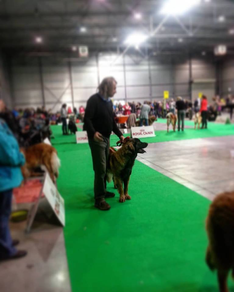 leonberger