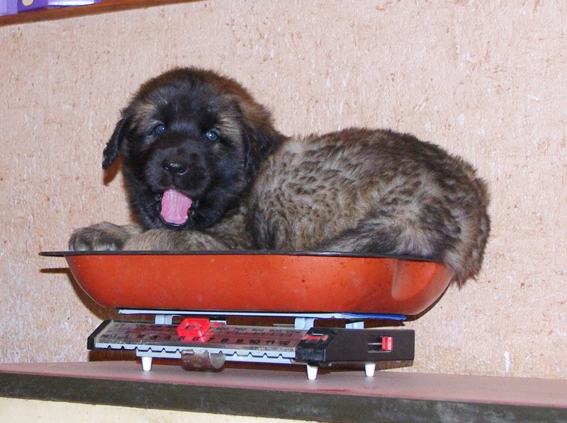 leonberger