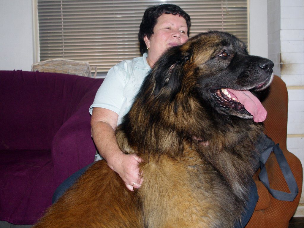 leonberger Coudy