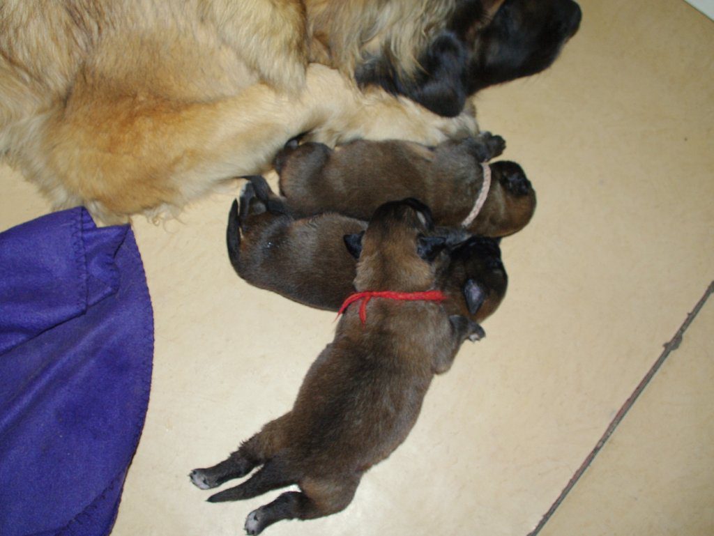 leonberger sedmidomky