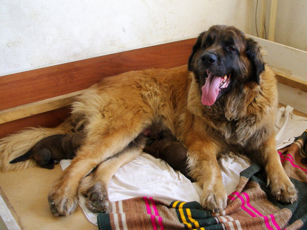 leonberger štěňata