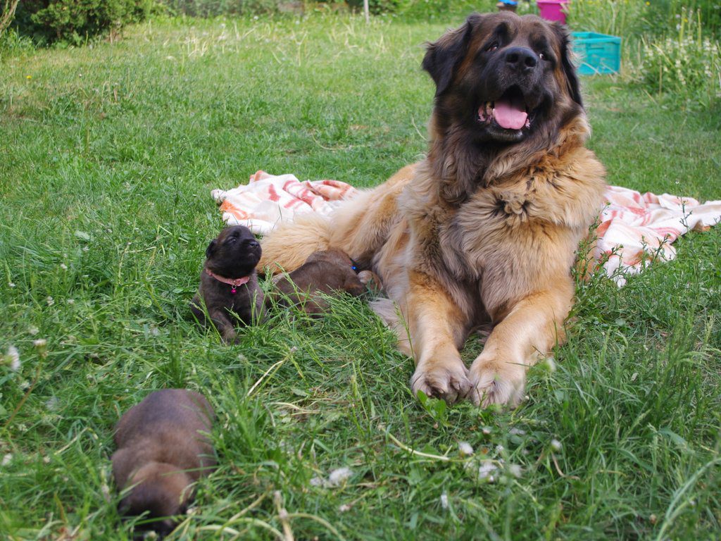 leonberger Sedmidomky