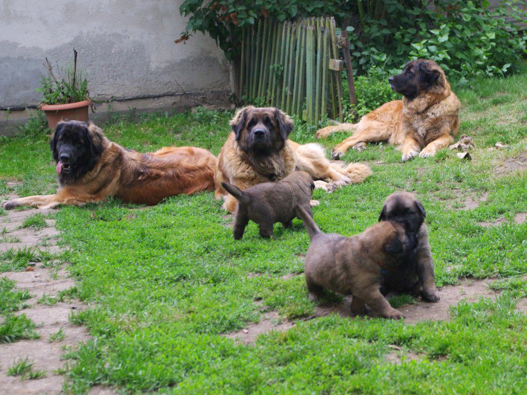 leonberger Sedmidomky