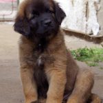 leonberger