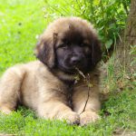 leonberger