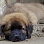 leonberger