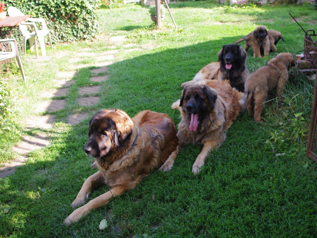 leonberger