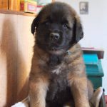 leonberger