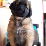 leonberger