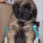 leonberger