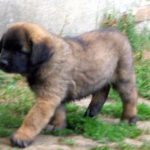 leonberger