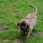 leonberger