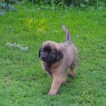 leonberger