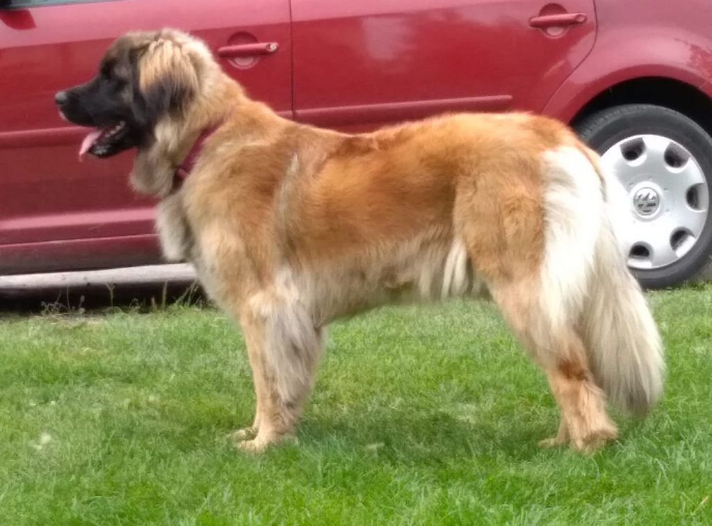 leonberger