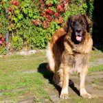 leonberger 5 years