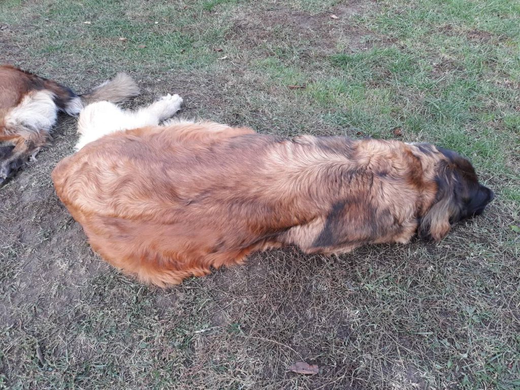 leonberger female