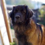 leonberger