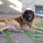 leonberger Sedmidomky