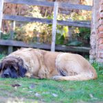 leonberger Sedmidomky