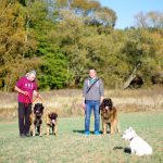 leonberger