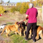 leonberger