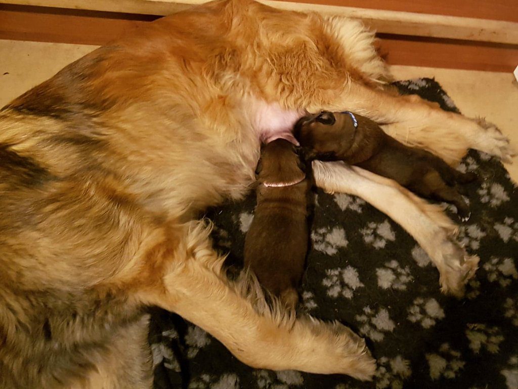 leonberger