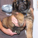 leonberger