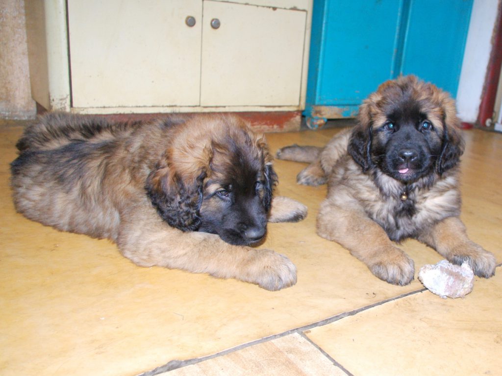 leonberger