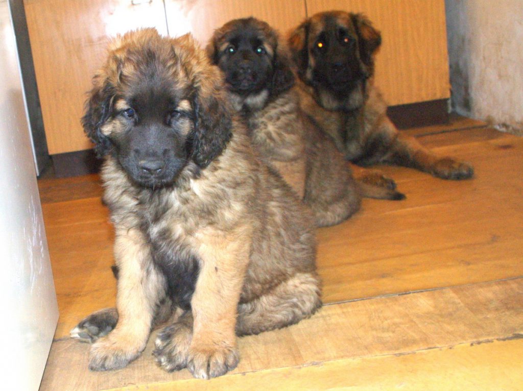 leonberger