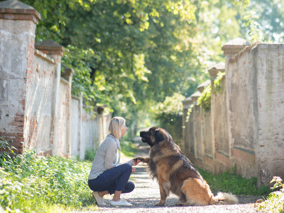 leonberger