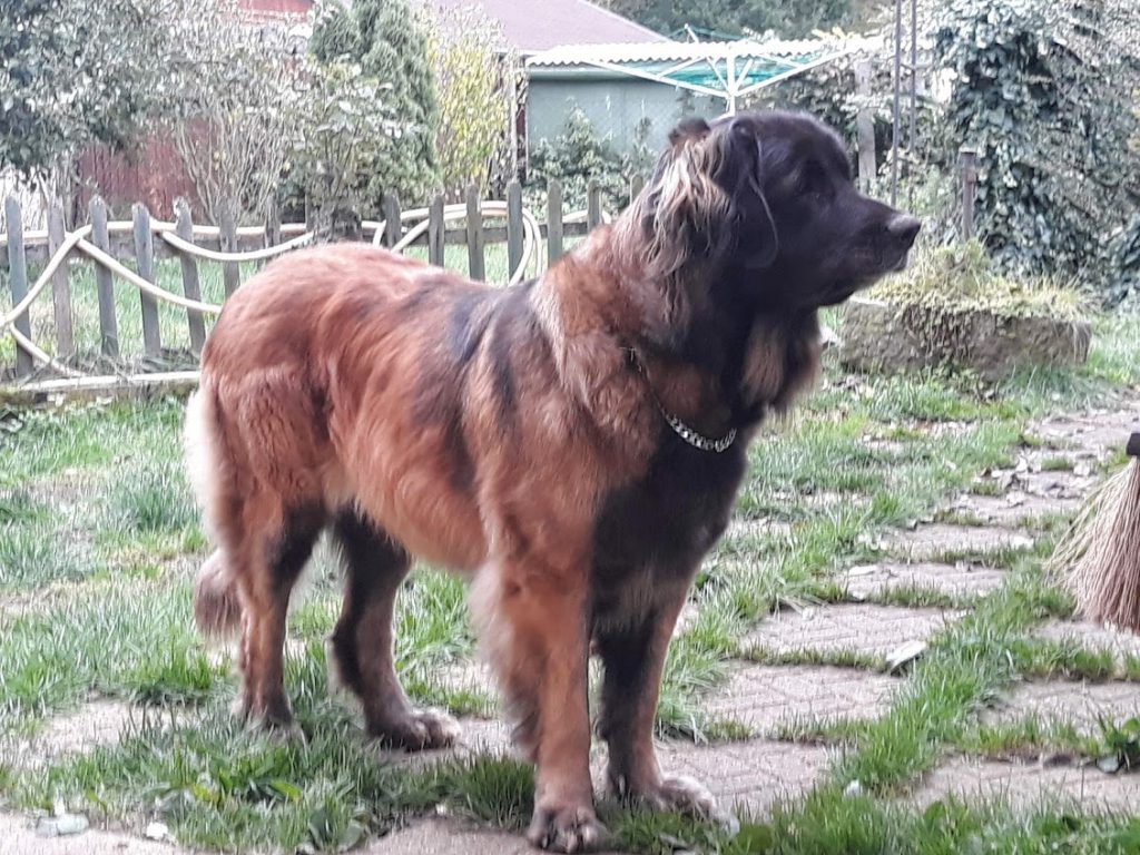 leonberger Sedmidomky