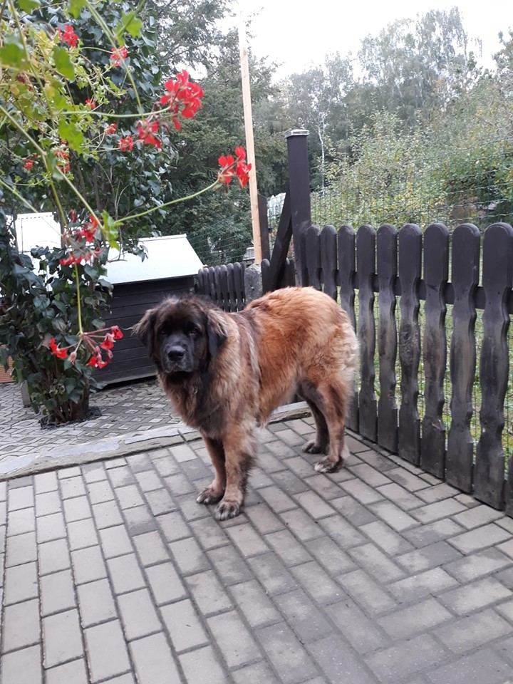 leonberger