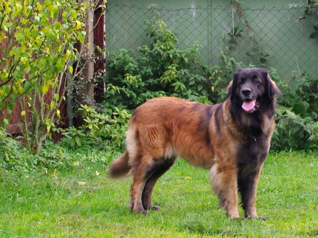 leonberger Sedmidomky