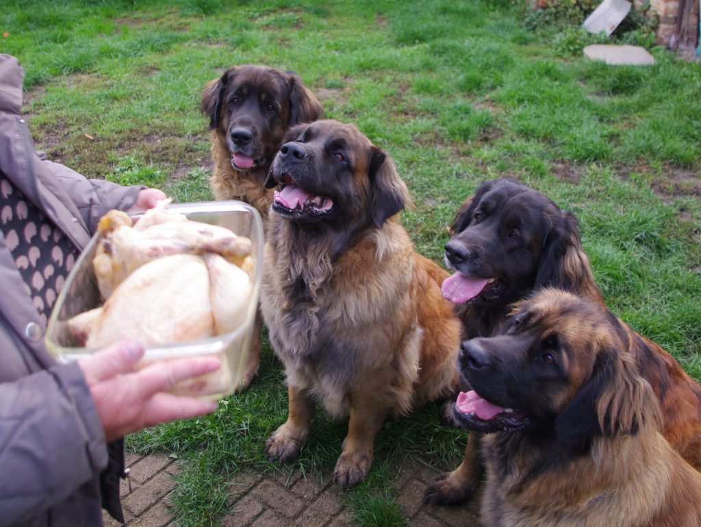 leonberger Sedmidomky