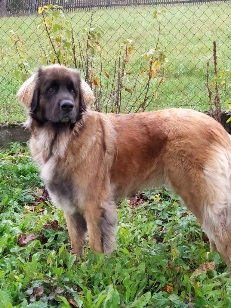 leonberger