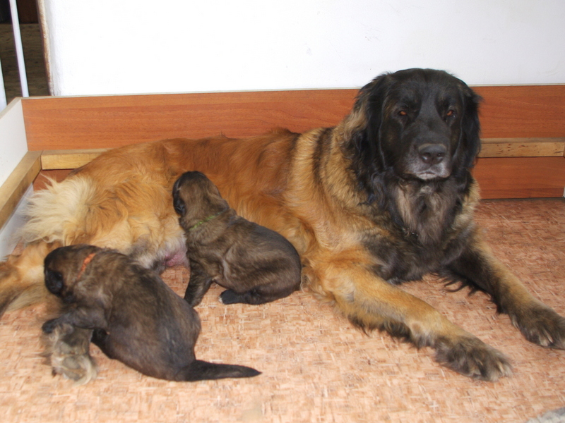 Jori Sedmidomky  and her puppies O litter Sedmidomky